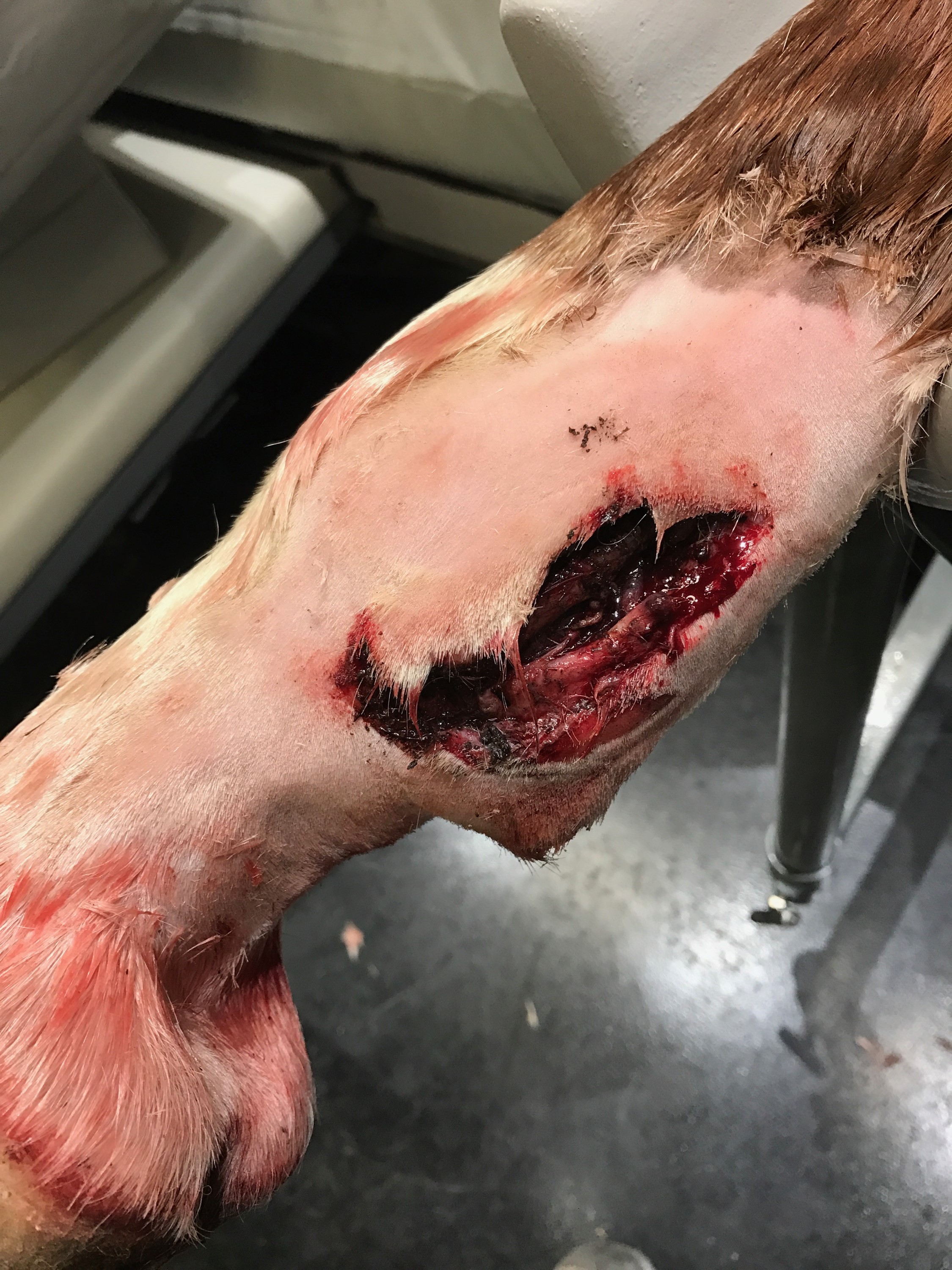 Image of Lena's injury.